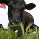 Image for article titled Runner Takes Lead In Race, Is Trampled By Cows